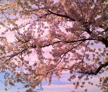 sakura2007.jpg